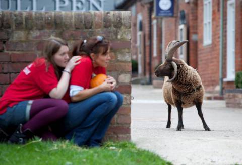 Petting zoo calls in exorcist for four-horned 'devil' sheep