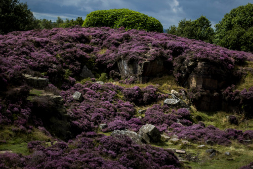 garettphotography -  “But give to me the moorland, The noble...
