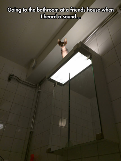 scrptrx - rasec-wizzlbang - #the toilet goblinreblog Toilet...