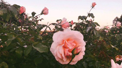 leahberman:bloom bloomSan Diego, Californiainstagram