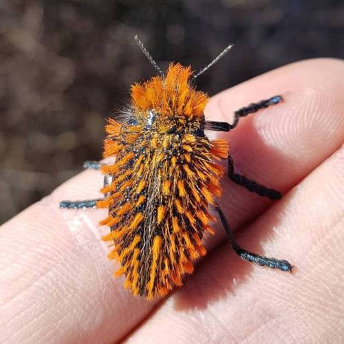 b33tl3b0y - brush jewel beetle sons! look at their tufty lil’...