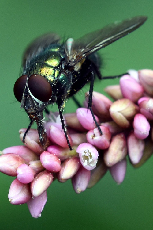 Green fly pollinator by RealMantis