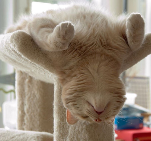 helila - pr1nceshawn - Cats Can Pretty Much Sleep...