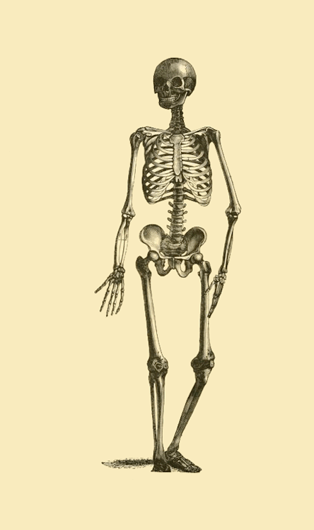 smithsonianlibraries - Oh, hello there!Friendly skeleton from...