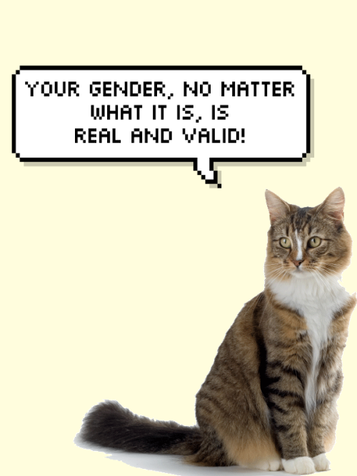 salve-terrae-magicae - some trans and nonbinary positivity cats...