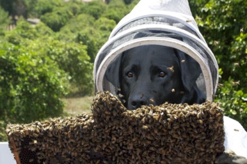dogaesthetics:sirfrogsworth:This is Bazz the Beekeeper. A...