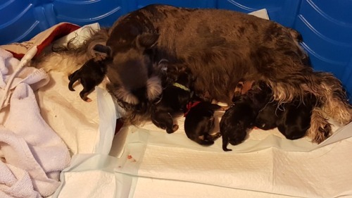 New litter of pups. One day old. There are 6 this time 4M...