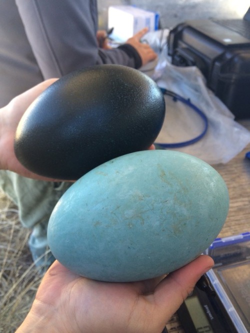 zoologicallyobsessed - Emu eggs are usually a dark green but there...