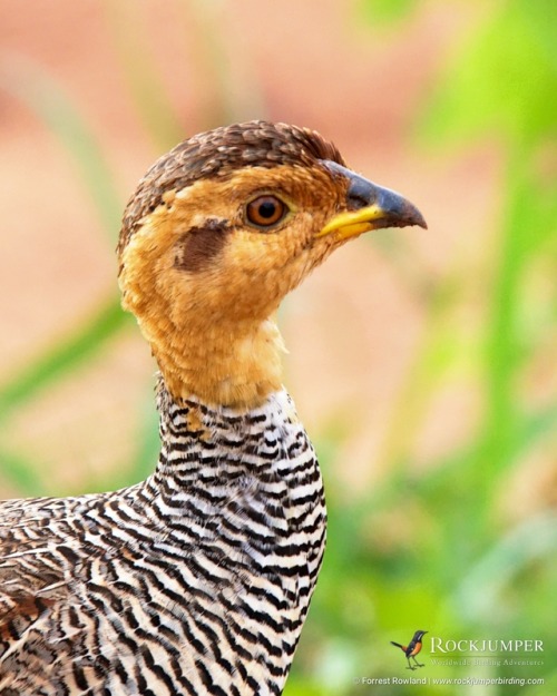 rockjumperbirdingtours - Photo of the Day - The Coqui Francolin...