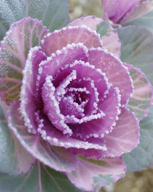 andantegrazioso - Ornamental cabbage | akirara1224 &...