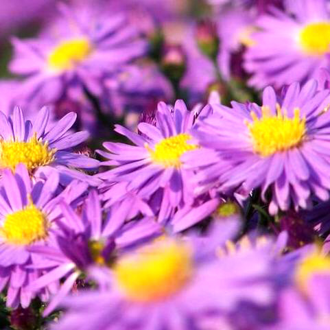 underthesamestar - Aster - in Japan, known as Shion (紫苑), the...