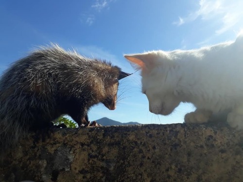 tsarunev - catsbeaversandducks - Baby The Opossum And Diego The...