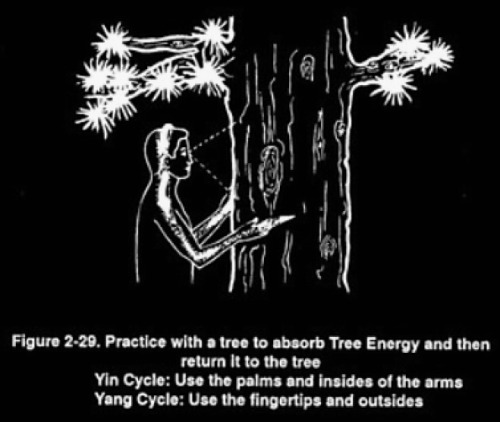 chaosophia218 - Collecting Tree Energy.Taoist Masters observed...