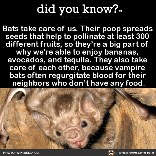 bats-take-care-of-us-their-poop-spreads-seeds