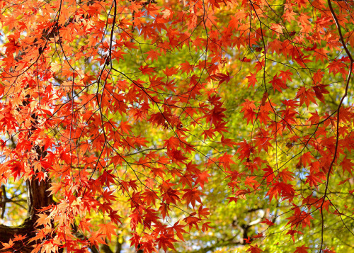 travelingcolors - Autumn in Kobe | Japan (by Akirafoto)