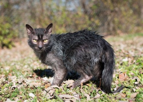 ainawgsd:LykoiThe Lykoi, also called the Werewolf cat, is a...