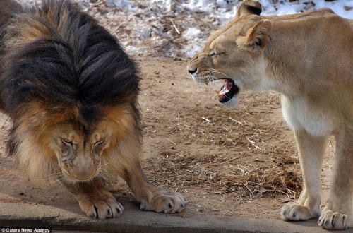 bakkannie:kurifoz:sixpenceee:The male lion cowers his head...