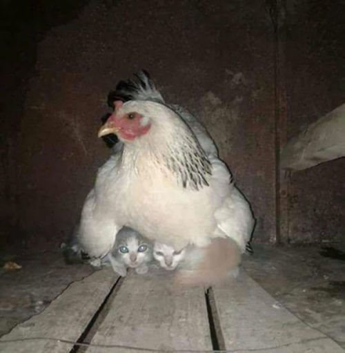 catsbeaversandducks - Mama Hens And Their BabiesVia Bored Panda