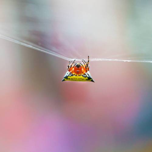 A very colourful spider. Can anyone ID? (at Puerto Plata,...
