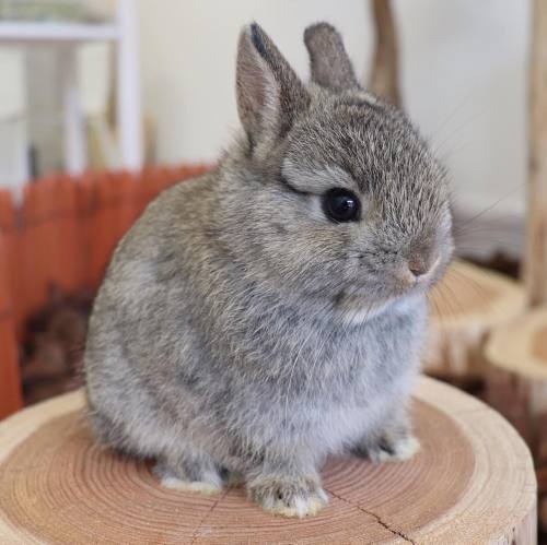 fluffylittlemallow - adorable-bunnies - ❤️AwwwwSuch cute lil...