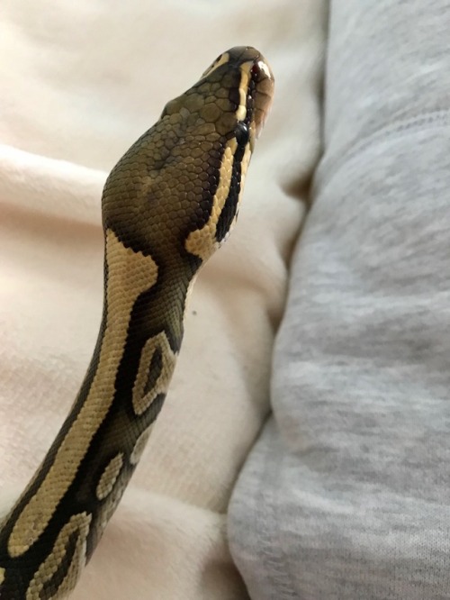 for-the-love-of-a-snake - he’s got such a cute face
