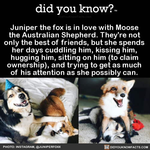 juniper-the-fox-is-in-love-with-moose-the