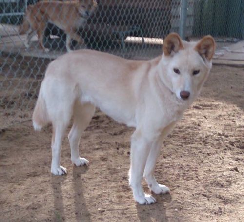 forthedingoes - The Problem with Captive Breeding for...
