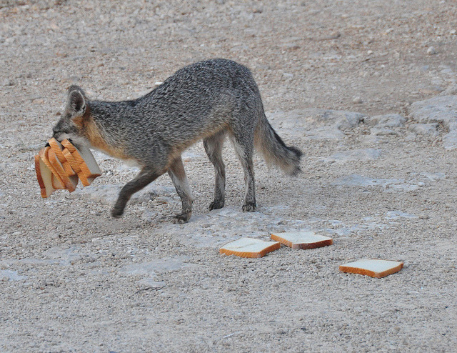 coyote bread