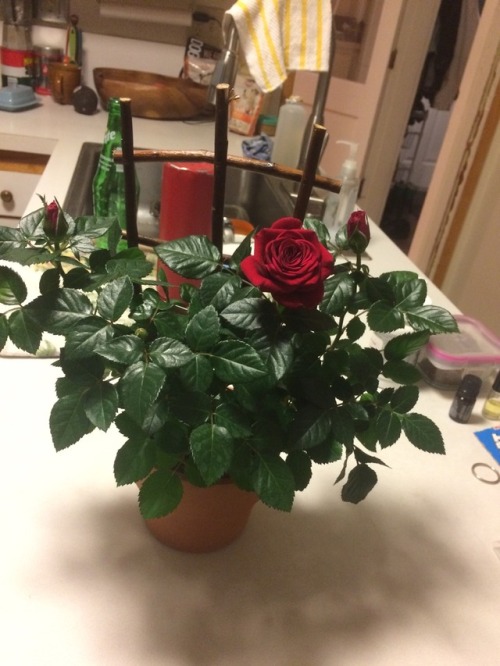 Got a new rose bush! Read more about it on my devotional blog,...