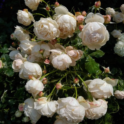 florealegiardini - Madame Figaro ~ nobuko_rose