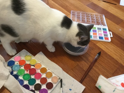 Why do cats choose to drink the paint water as opposed to the...