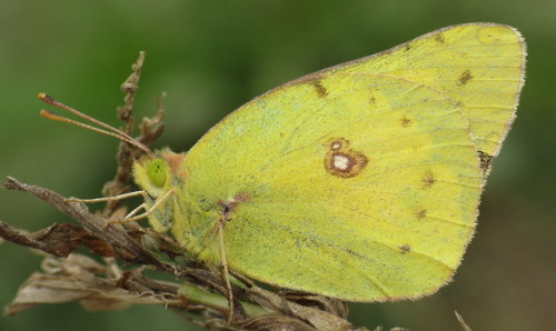 coolbugs - Bug of the DayFound this little sulphur butterfly...