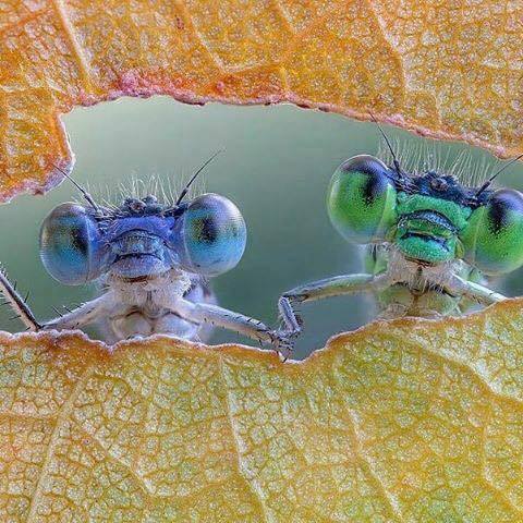 obscureoldguy - “Yeah, human, we are eating your leaf. You got a...