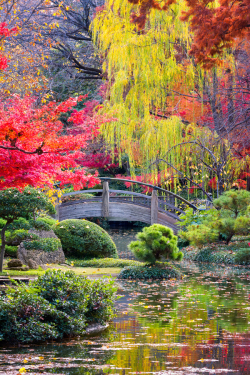 outdoormagic - Moon Bridge in the Japanese Gardens by Dean...