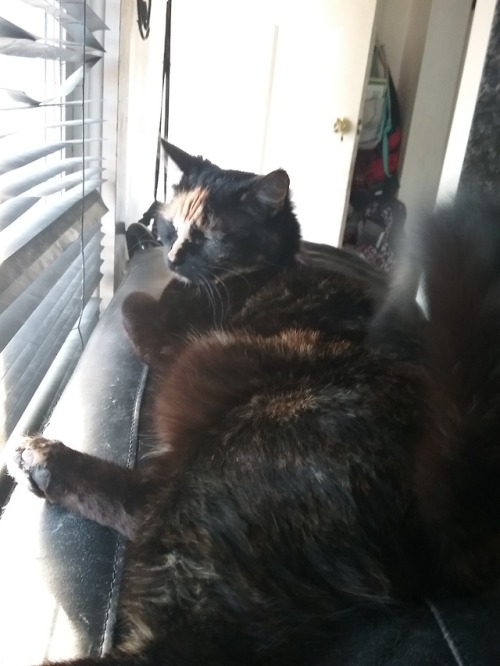 catsuggest - This is mine beauté shot. I’m lov sit in window and...