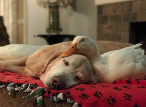 catsbeaversandducks - Rudy The Duck And Barclay The DogPhotos by...