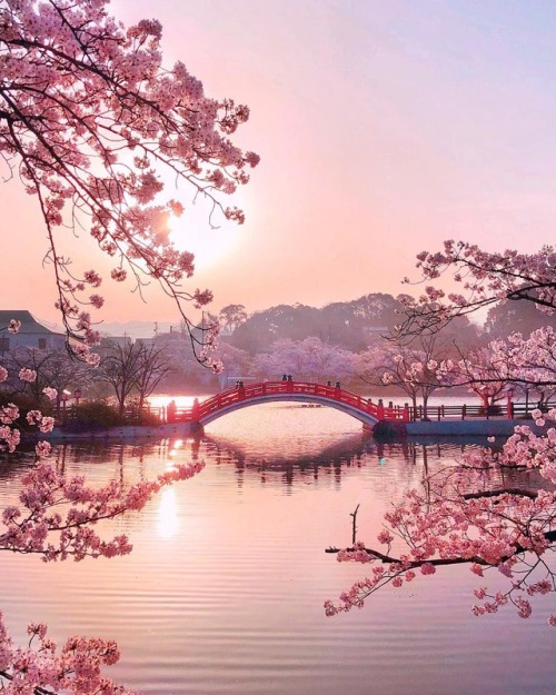 andantegrazioso - Pink Japan | tomo_74_