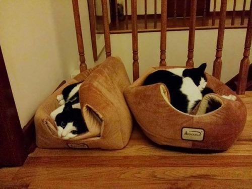 jadefyre - thecatsmustbecrazy - cats“that is not the intended...