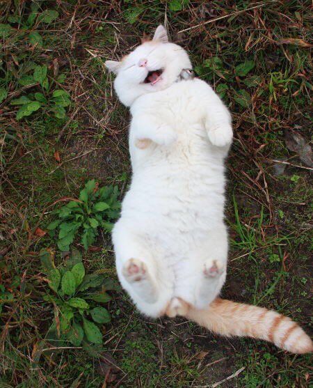 babyanimalgifs - my new goal in life is to be as happy as this cat