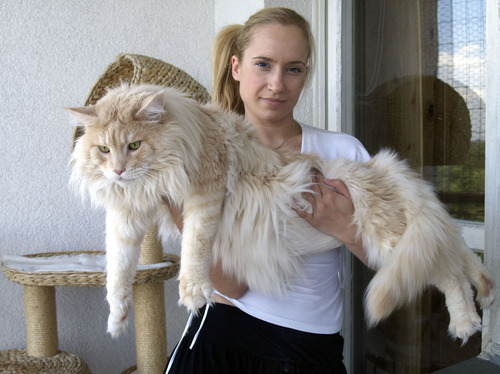 EXPRESSIONLESS WOMEN HOLDING MAINE COON CATS