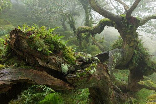innerbohemienne - Wistman’s Wood in Dartmoor, England 