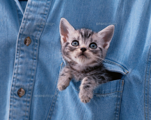 simply-purrtastic - Pocket kittens <3