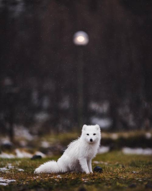 beautiful-wildlife - Arctic Fox by © jarradsengVolcano Huts in...