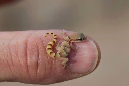 somersault1824 - Geckovia Yo amo la Biología...