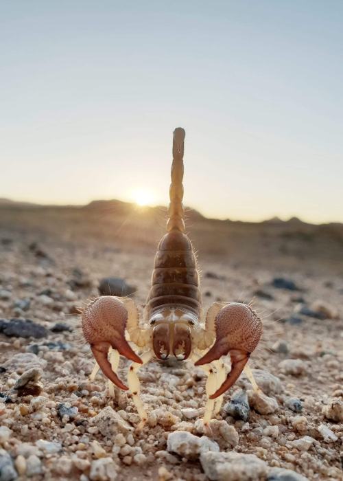 bogleech:bowelflies:bogleech:This photo by Azaz Ahmad shows...