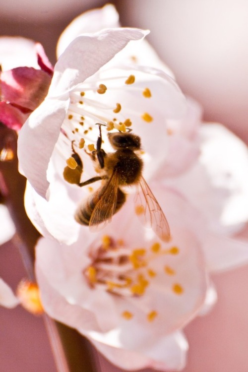 florealegiardini - Bee kissed Flowers ~ Massimiliano Sechi