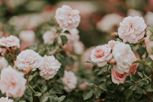 florealegiardini - Garden roses by Daiga Ellaby