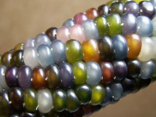 harvestheart - thirdoffive - Glass GemA stunning corn variety...