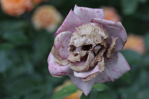 love:Skull Flower by Todd Terwilliger