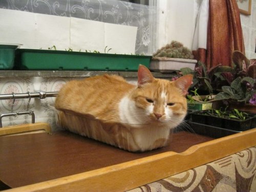 coolcatgroup - mostlycatsmostly - c0ffeekitten - A loaf a day...